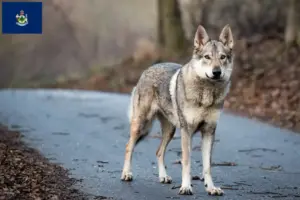 Read more about the article Czechoslovakian Wolfdog Breeder and Puppies in Maine
