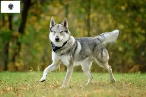 Read more about the article Czechoslovakian Wolfhound Breeder and Puppies in Massachusetts