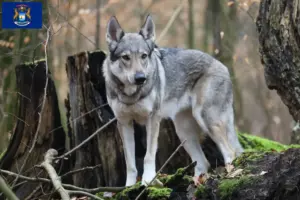 Read more about the article Czechoslovakian Wolfdog Breeder and Puppies in Michigan