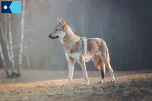 Read more about the article Czechoslovakian Wolfdog Breeder and Puppies in Minnesota