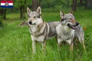Read more about the article Czechoslovakian Wolfdog Breeder and Puppies in Missouri