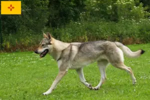 Read more about the article Czechoslovakian Wolfdog Breeder and Puppies in New Mexico