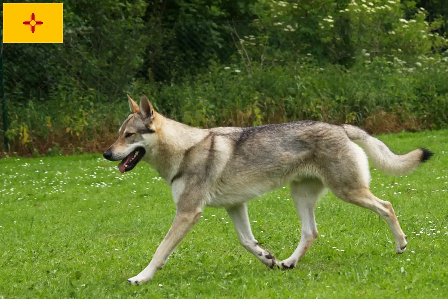 Czechoslovakian Wolfdog puppies and breeders New Mexico Find Czechoslovakian Wolfdog breeders in New Mexico.