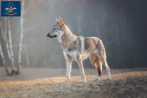 Read more about the article Czechoslovakian Wolfdog Breeder and Puppies in North Dakota