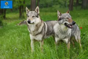 Read more about the article Czechoslovakian Wolfdog Breeder and Puppies in Oklahoma