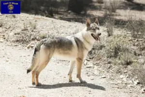 Read more about the article Czechoslovakian Wolfdog Breeder and Puppies in Oregon