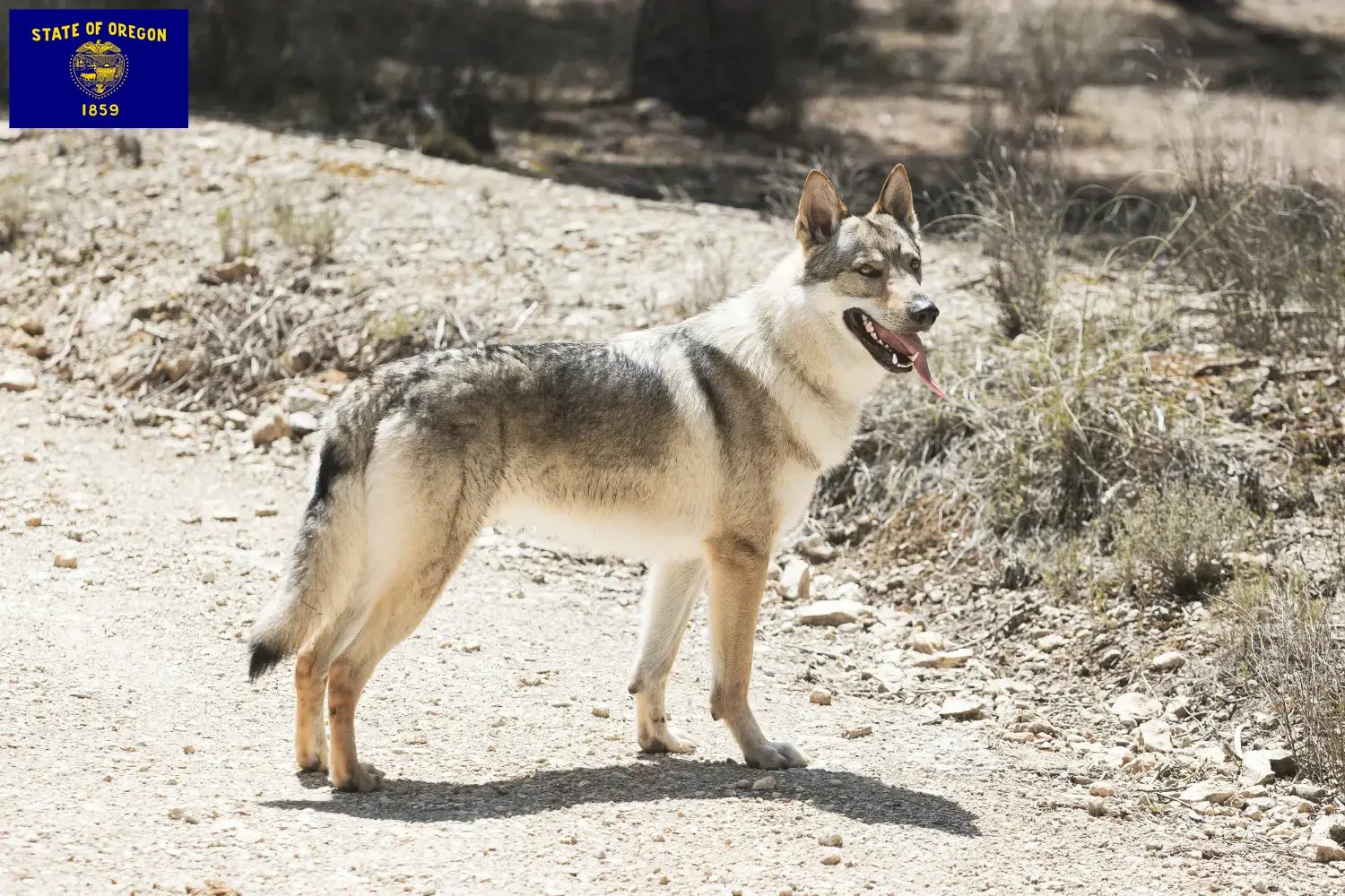 Czechoslovakian Wolfdog puppies and breeders Oregon Find Czechoslovakian Wolfdog breeders in Oregon.