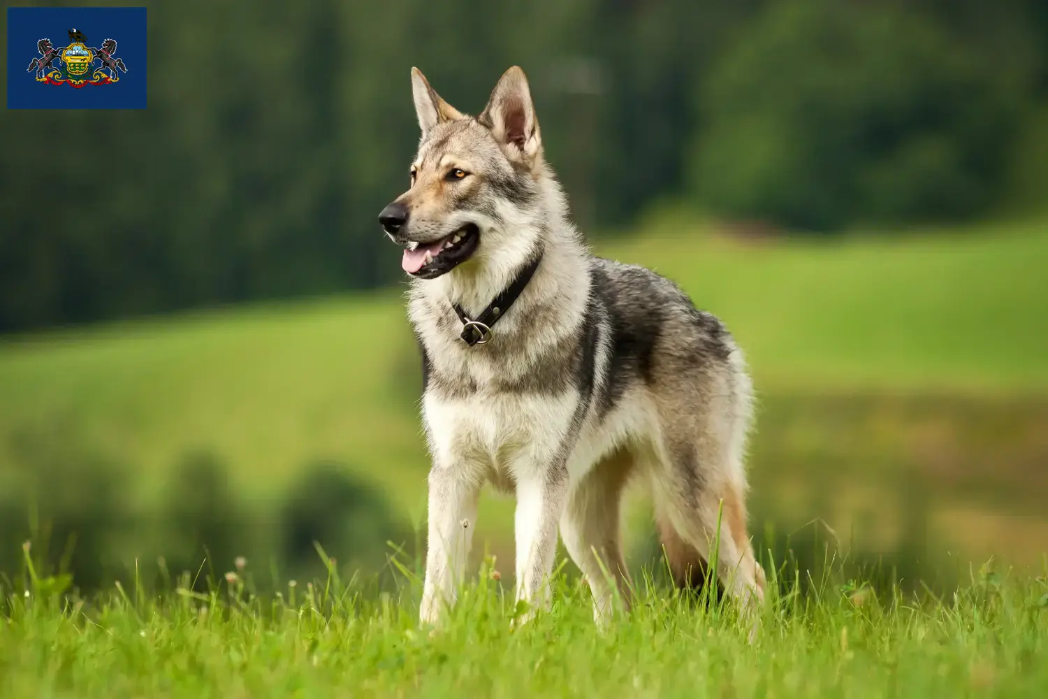 Czechoslovakian Wolfhound puppies and breeders Pennsylvania Find Czechoslovakian Wolfdog breeders in Pennsylvania.
