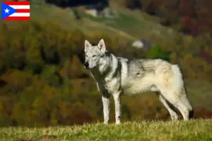 Read more about the article Czechoslovakian Wolfdog Breeder and Puppies in Puerto Rico