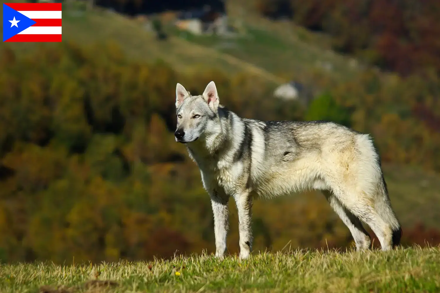 Czechoslovakian Wolfdog puppies and breeders Puerto Rico Find Czechoslovakian Wolfdog breeders in Puerto Rico.