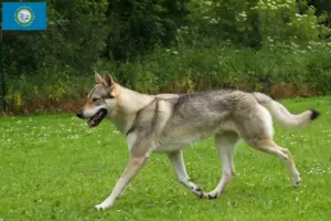 Read more about the article Czechoslovakian Wolfdog Breeder and Puppies in South Dakota