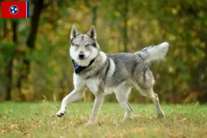 Read more about the article Czechoslovakian Wolfdog Breeder and Puppies in Tennessee