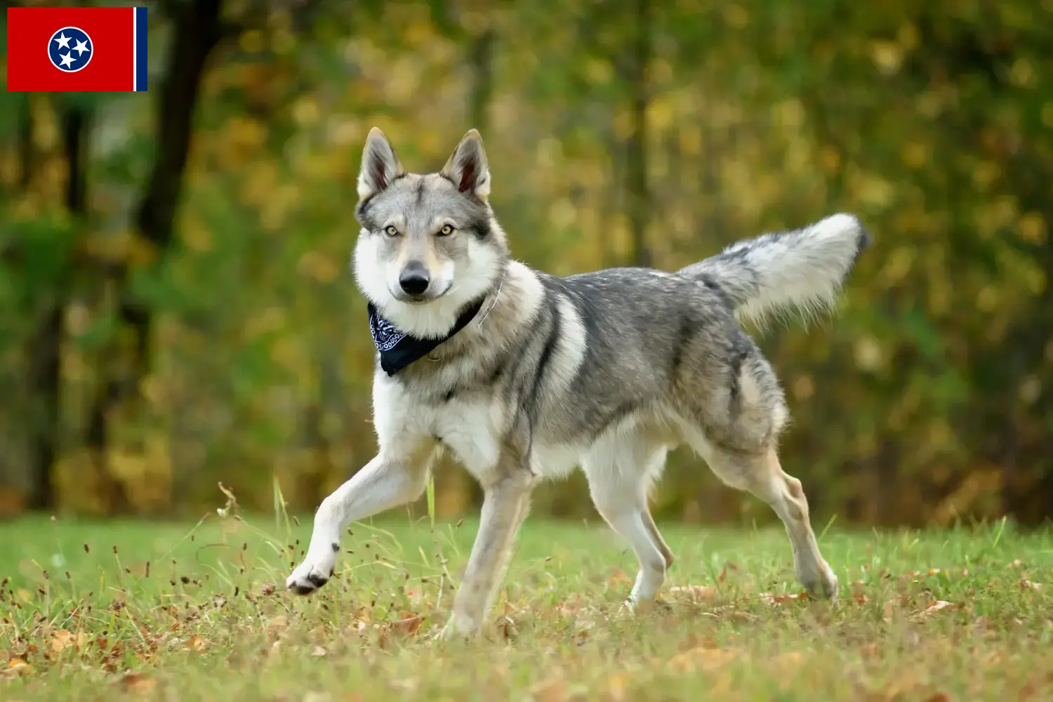 Czechoslovakian Wolfhound puppies and breeder Tennessee Find Czechoslovakian Wolfdog breeders in Tennessee.