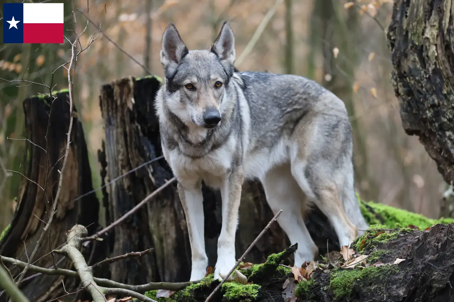 Czechoslovakian Wolfdog puppies and breeders Texas Find Czechoslovakian Wolfdog breeders in Texas.