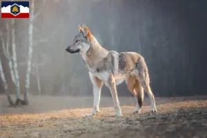 Read more about the article Czechoslovakian Wolfdog Breeder and Puppies in Utah