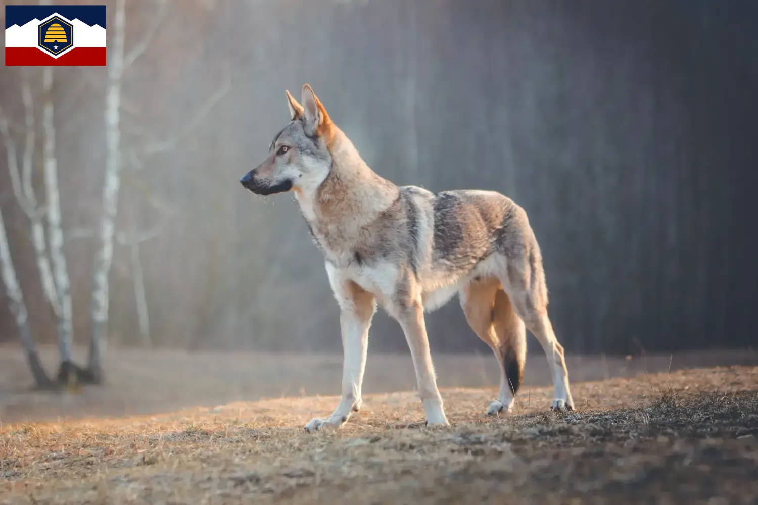 Czechoslovakian Wolfdog puppies and breeders Utah Find Czechoslovakian Wolfdog breeders in Utah.