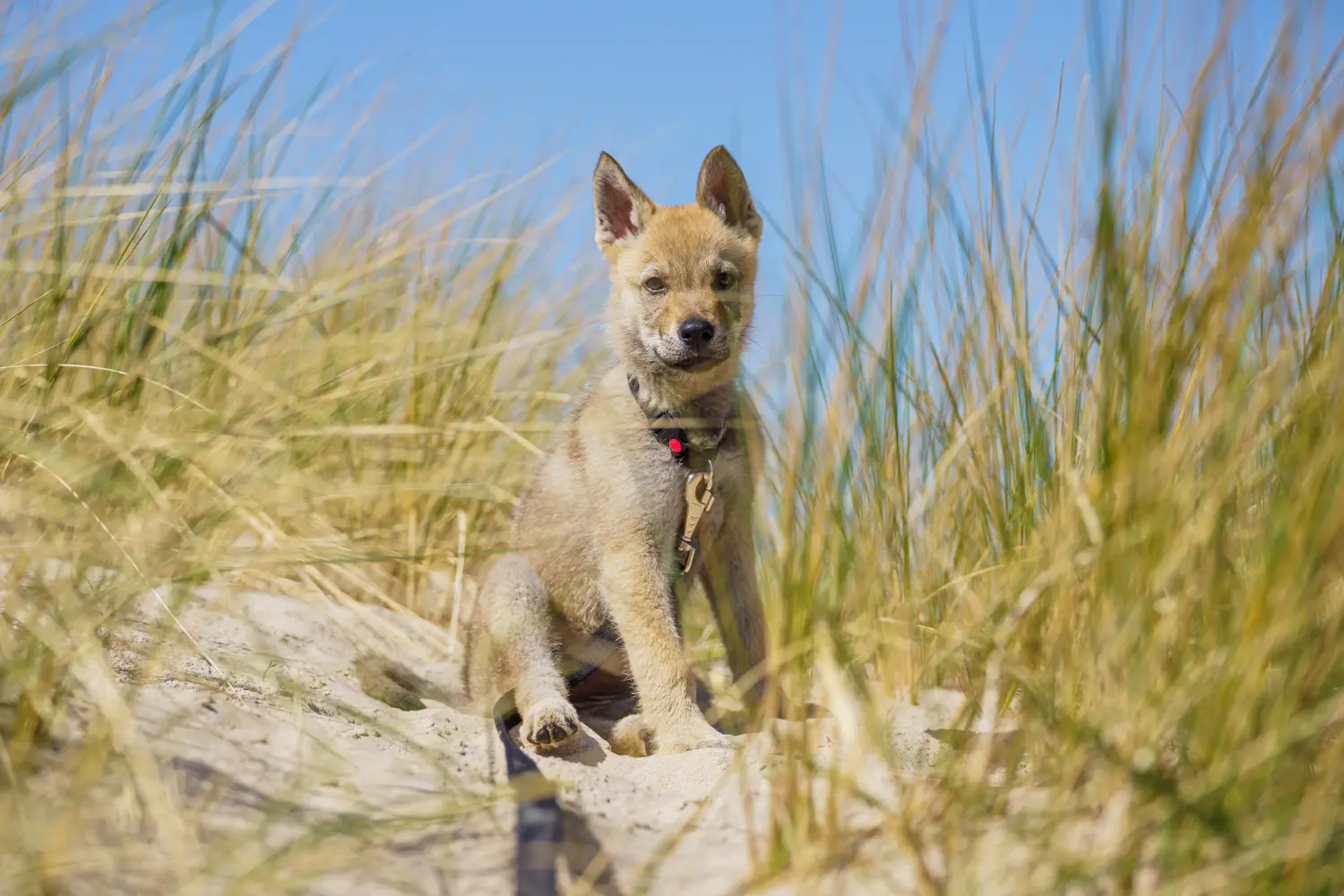 Buying a Czechoslovakian Wolfhound puppy means taking responsibility! Buy Czechoslovakian Wolfhound puppies.
