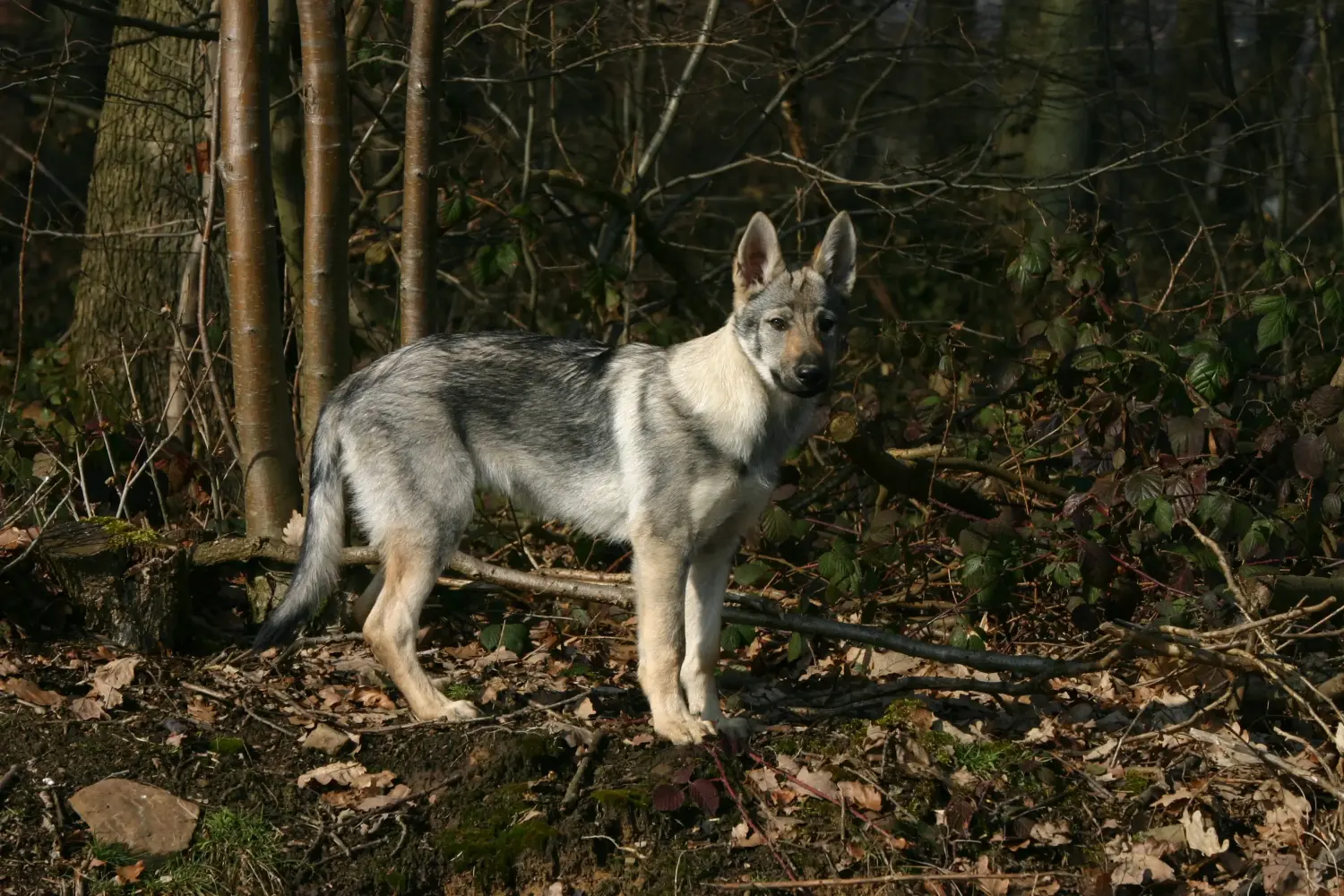 Buying a Czechoslovakian Wolfhound puppy means taking responsibility! Buy Czechoslovakian Wolfhound puppies.