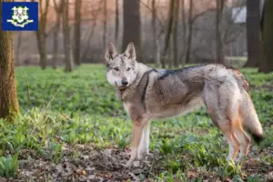 Read more about the article Czechoslovakian Wolfdog Breeder and Puppies in Connecticut