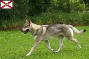 Read more about the article Czechoslovakian Wolfdog Breeder and Puppies in Florida