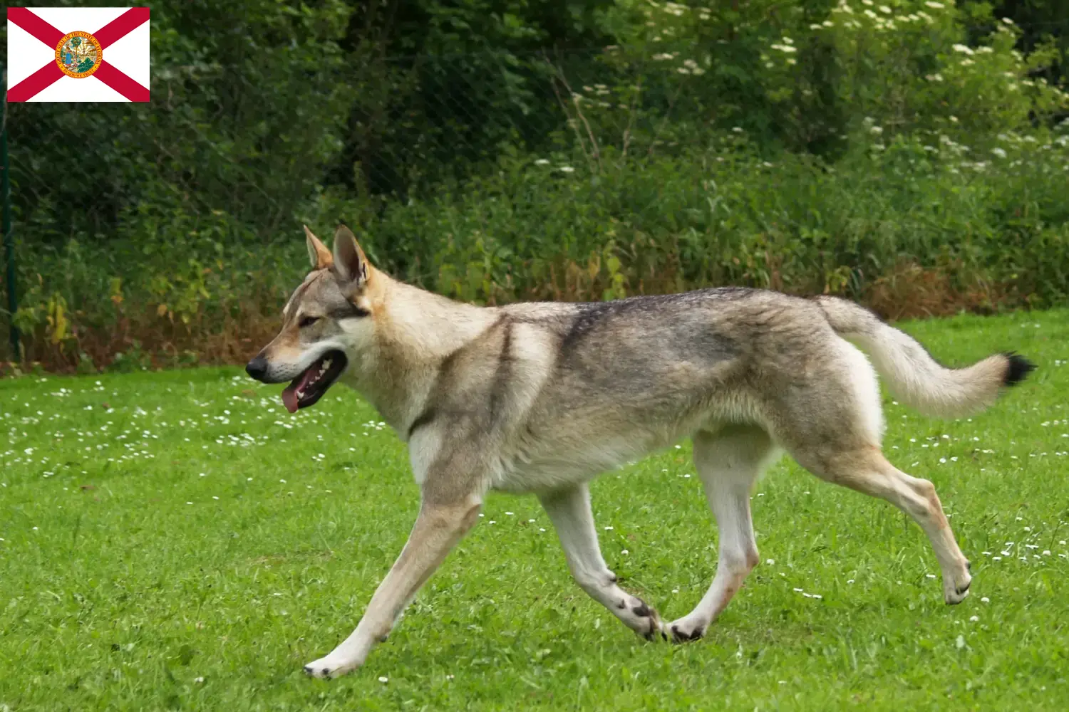 Czechoslovakian Wolfdog puppies and breeders Florida Find Czechoslovakian Wolfdog breeders in Florida here.