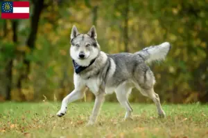 Read more about the article Czechoslovakian Wolfdog Breeder and Puppies in Georgia