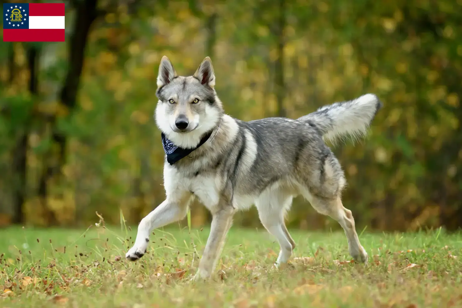 Czechoslovakian Wolfdog puppies and breeders Georgia Find Czechoslovakian Wolfdog breeders in Georgia.