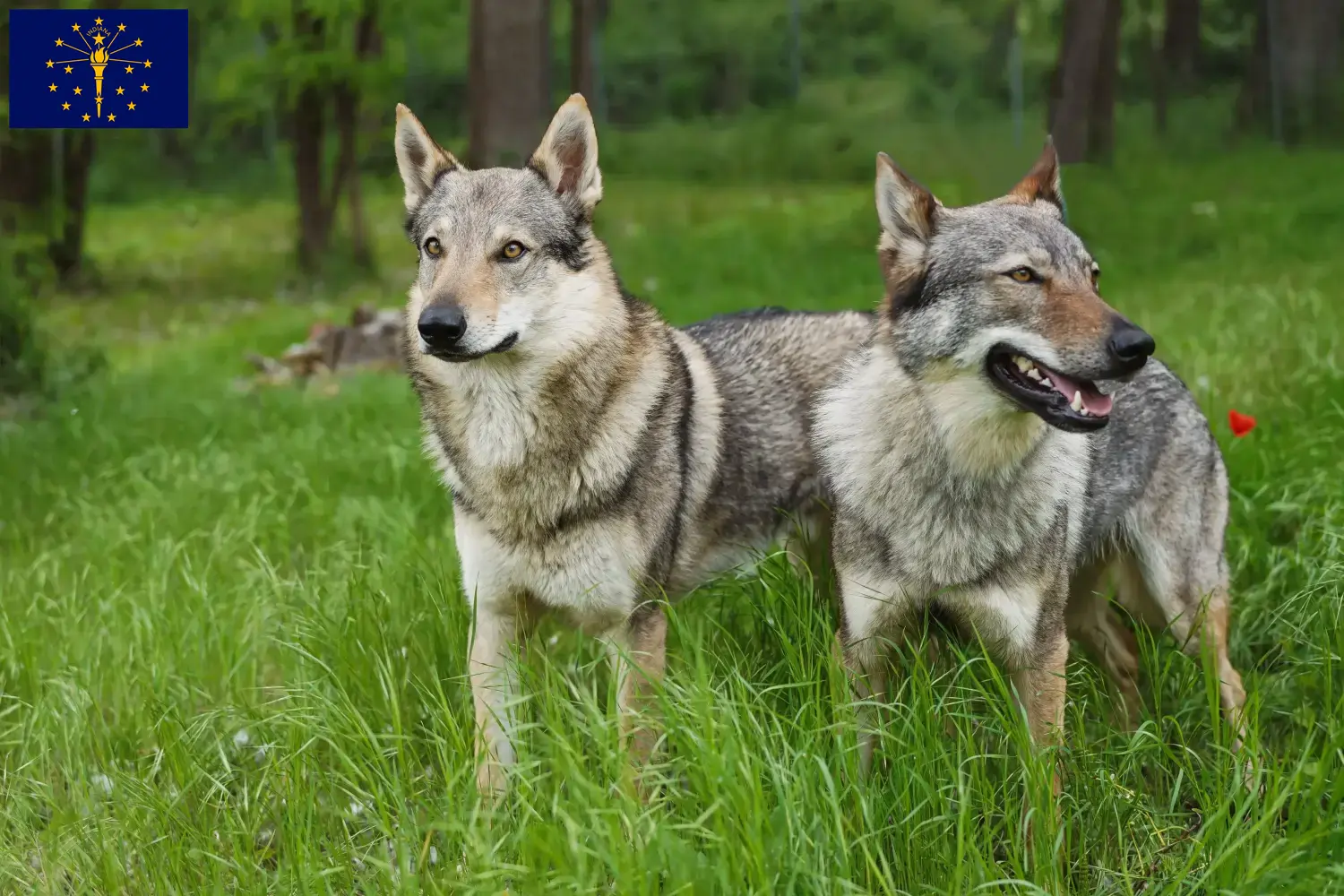 Read more about the article Czechoslovakian Wolfdog Breeder and Puppies in Indiana