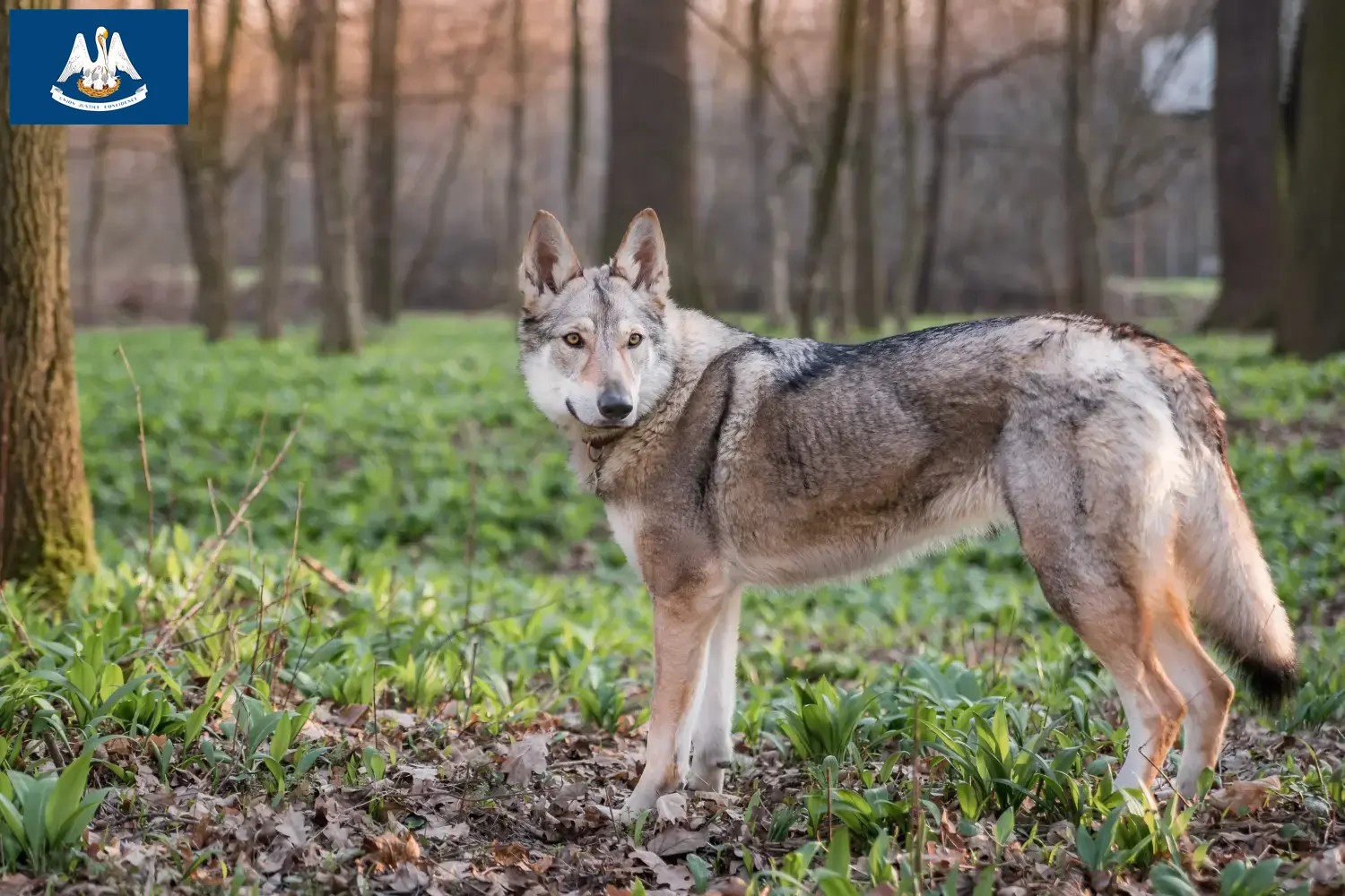 Read more about the article Czechoslovakian Wolfdog Breeder and Puppies in Louisiana