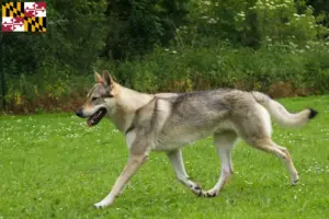 Read more about the article Czechoslovakian Wolfdog Breeder and Puppies in Maryland