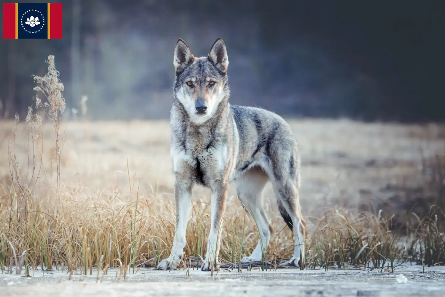 Czechoslovakian Wolfhound puppies and breeders Mississippi Find Czechoslovakian Wolfdog breeders in Mississippi.