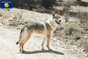 Read more about the article Czechoslovakian Wolfdog Breeder and Puppies in Montana