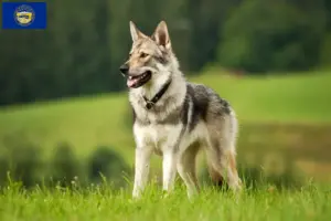 Read more about the article Czechoslovakian Wolfdog Breeder and Puppies in Nebraska