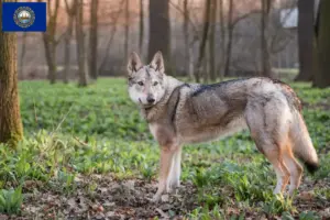 Read more about the article Czechoslovakian Wolfhound Breeder and Puppies in New Hampshire