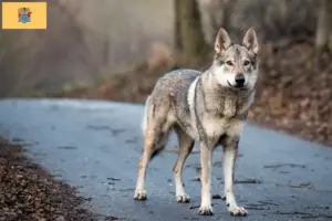 Read more about the article Czechoslovakian Wolfhound Breeder and Puppies in New Jersey