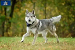 Read more about the article Czechoslovakian Wolfhound Breeder and Puppies in New York