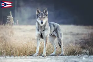 Read more about the article Czechoslovakian Wolfdog Breeder and Puppies in Ohio