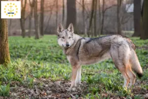 Read more about the article Czechoslovakian Wolfhound Breeder and Puppies in Rhode Island
