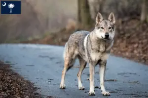 Read more about the article Czechoslovakian Wolfdog Breeder and Puppies in South Carolina