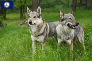 Read more about the article Czechoslovakian Wolfdog Breeder and Puppies in Virginia