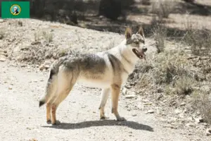Read more about the article Czechoslovakian Wolfdog Breeder and Puppies in Washington