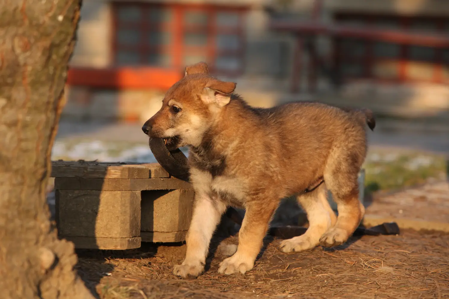 Buying a Czechoslovakian Wolfhound puppy means taking responsibility! Buy Czechoslovakian Wolfhound puppies.
