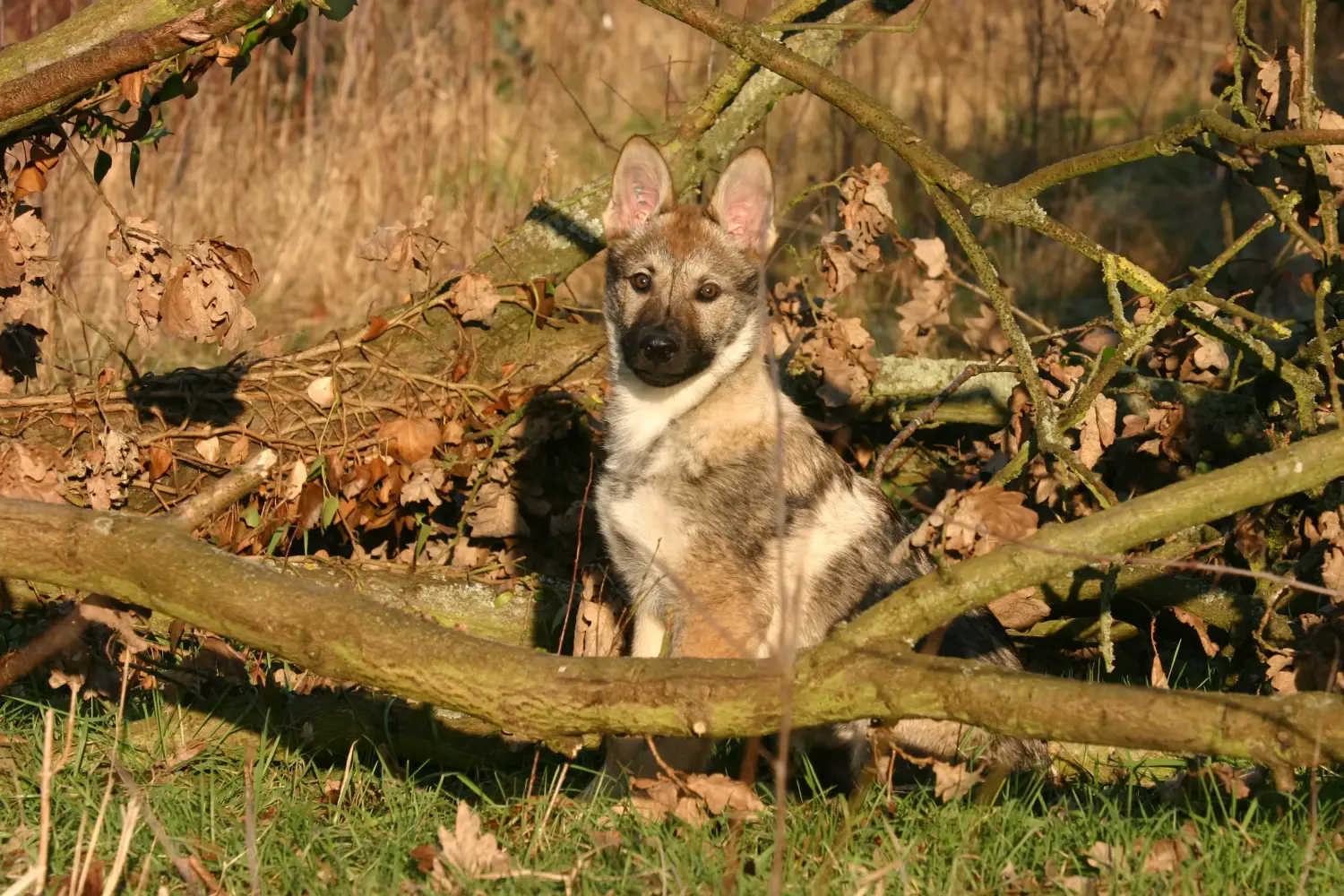 Buying a Czechoslovakian Wolfhound puppy means taking responsibility! Buy Czechoslovakian Wolfhound puppies.