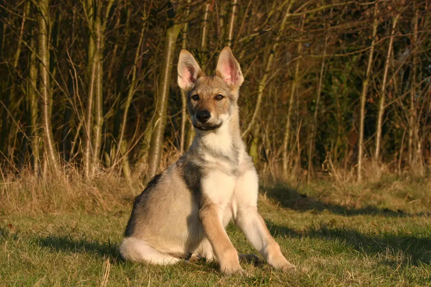 Buying a Czechoslovakian Wolfhound puppy means taking responsibility! Buy Czechoslovakian Wolfhound puppies.
