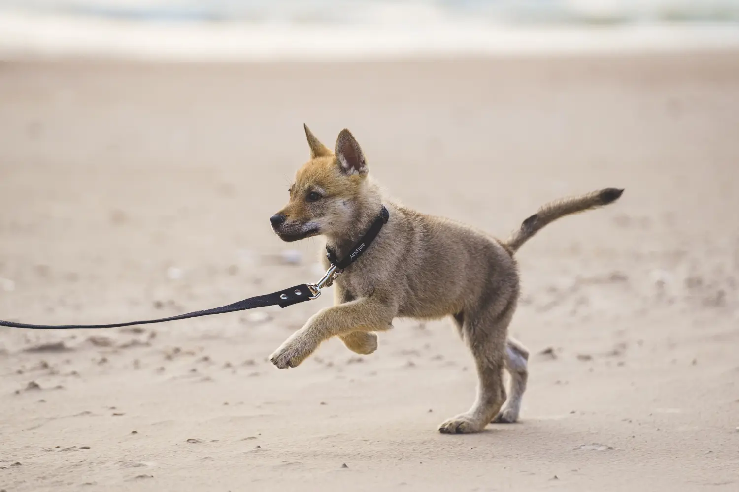 Buying a Czechoslovakian Wolfhound puppy means taking responsibility! Buy Czechoslovakian Wolfhound puppies.