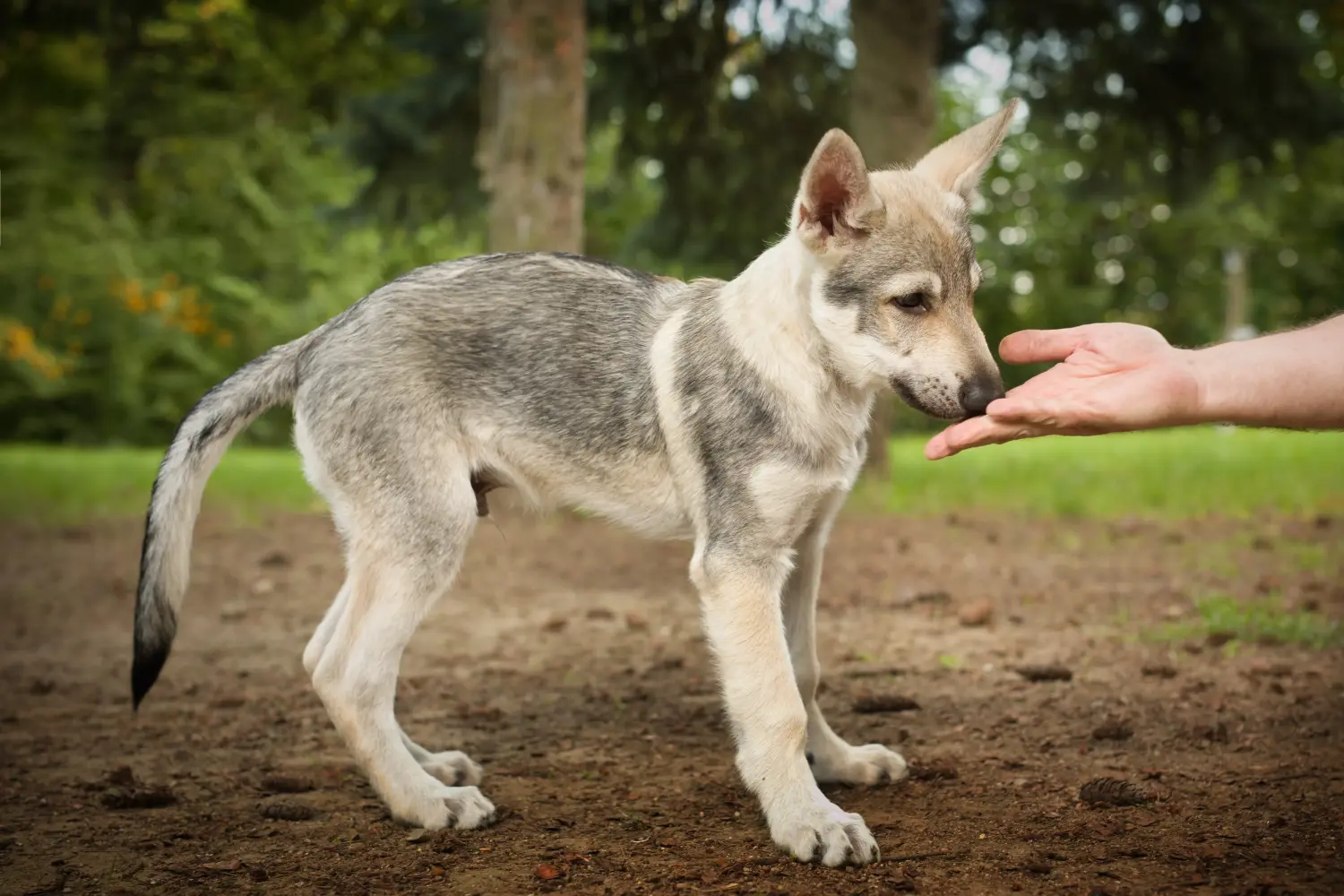 Buying a Czechoslovakian Wolfhound puppy means taking responsibility! Buy Czechoslovakian Wolfhound puppies.