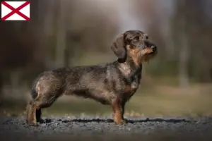 Read more about the article Dachshund breeders and puppies in Alabama
