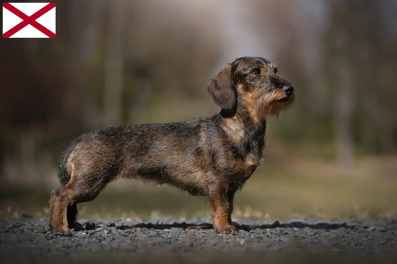 Dachshund puppies and breeder Alabama Find Dachshund breeders in Alabama.
