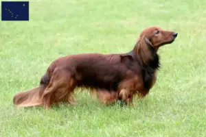Read more about the article Dachshund breeders and puppies in Alaska