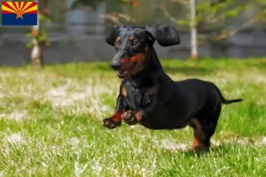 Read more about the article Dachshund breeders and puppies in Arizona